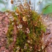 30 Days Wild - Moss and raindrops by flowerfairyann