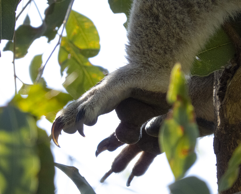 foot fetish by koalagardens