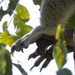 foot fetish by koalagardens