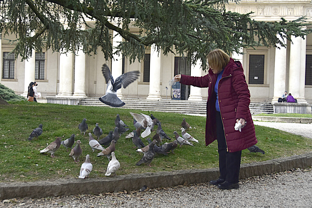 THE OLD LADY AND THE PIGEONS by sangwann
