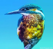 6th Jun 2022 - The kingfisher 