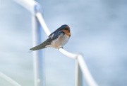 13th May 2022 - Unwelcome swallow