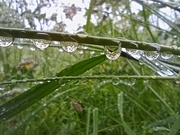 6th Jun 2022 - Water droplets