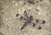 6th Jun 2022 - Dragonfly
