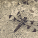 Dragonfly by gardencat
