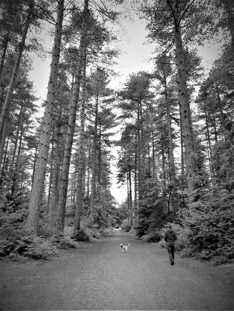 A dog walk through the tall pine trees... by anitaw