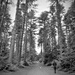 A dog walk through the tall pine trees... by anitaw