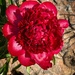 Peony by the decorative rock by shutterbug49
