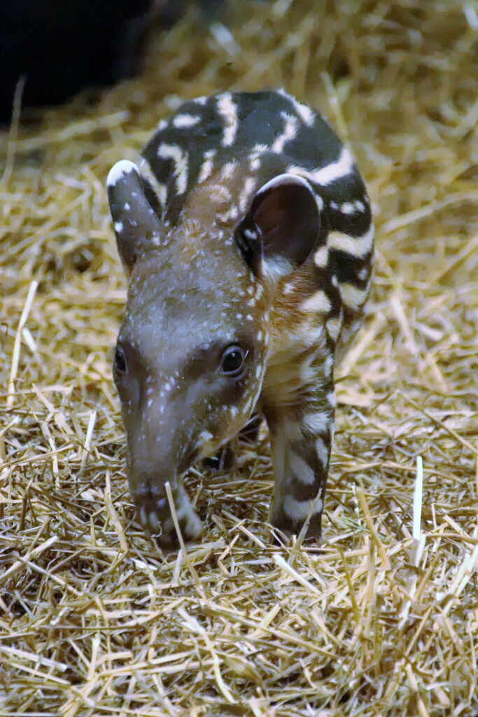 Baby Tapir by randy23