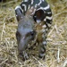 Baby Tapir by randy23