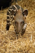 3rd Jun 2022 - Baby Tapir 2