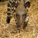 Baby Tapir 2 by randy23