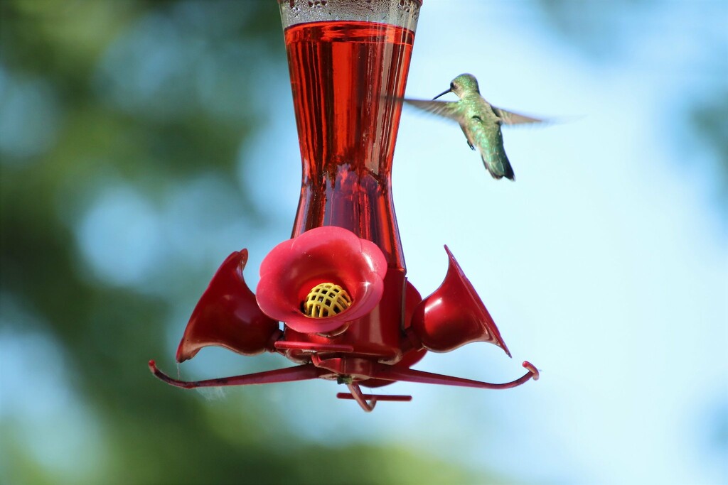 Hummingbird Ready To Eat by randy23
