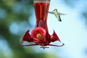 5th Jun 2022 - Hummingbird Ready To Eat