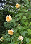 6th Jun 2022 - Yellow Roses