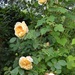 Yellow Roses by arkensiel