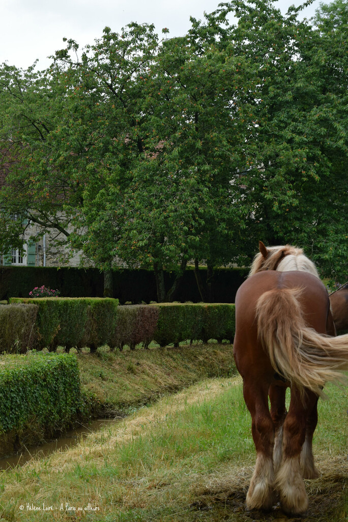 Draft horse by parisouailleurs