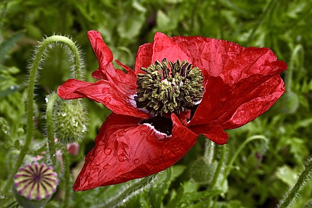 Crimson Poppy by carole_sandford