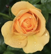 6th Jun 2022 - Yellow Rose