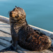 Juvenile Seal by seacreature