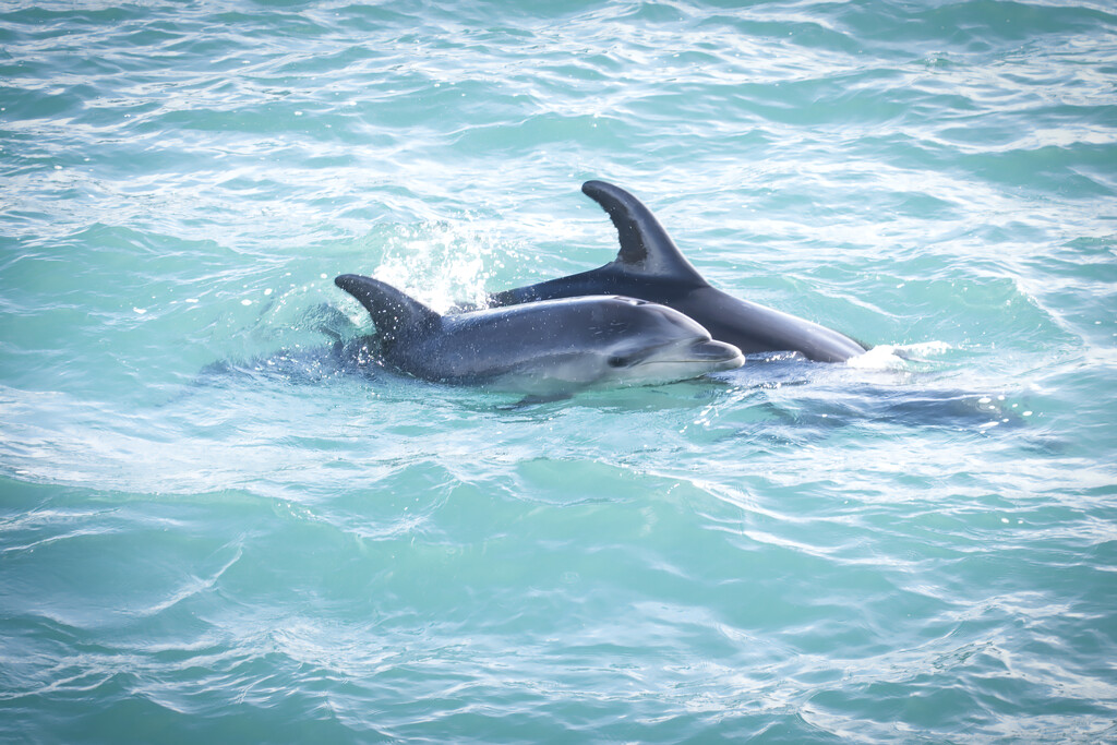 Baby dolphin in Golden Bay by dkbarnett