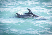 14th May 2022 - Baby dolphin in Golden Bay
