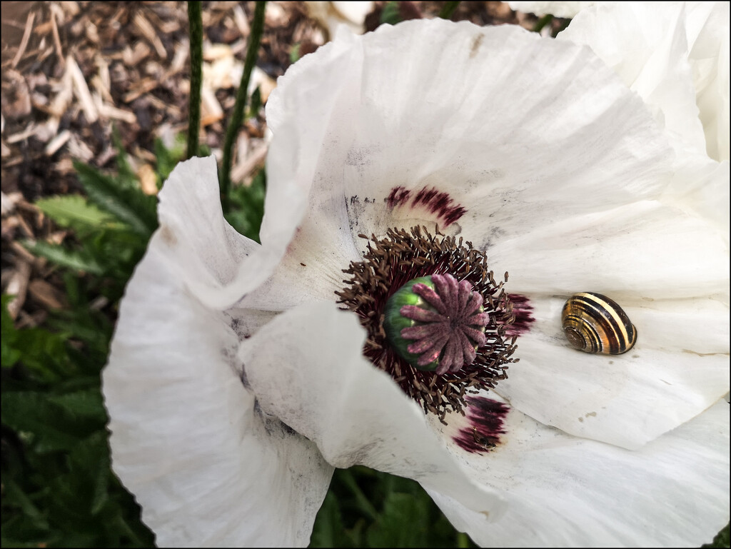 Snail on Poppy by sanderling
