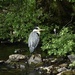 Heron by wakelys
