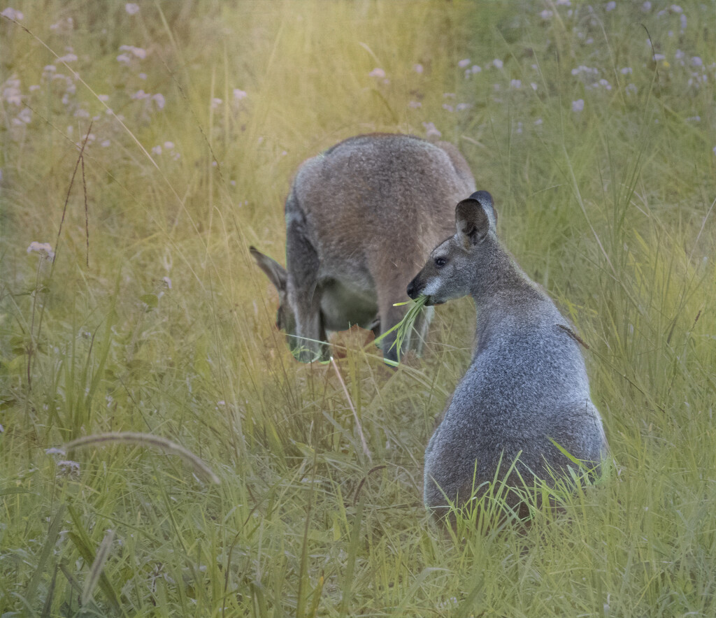wild wallabies by koalagardens