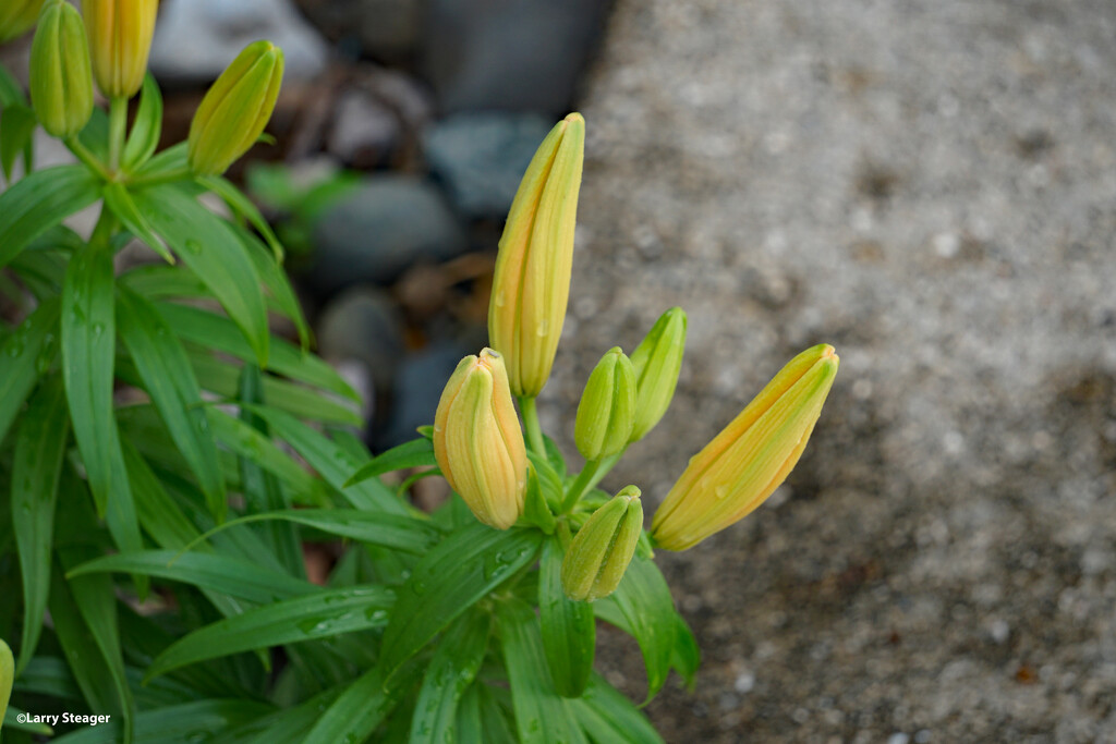 Soon to be day lilies by larrysphotos