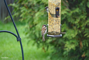 6th Jun 2022 - Two tree Sparrows