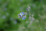 28th May 2022 - Forget Me Not