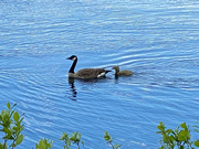 6th Jun 2022 - Mother and two goslings