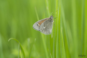 6th Jun 2022 - Small heath butterfly