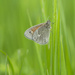 Small heath butterfly by fayefaye