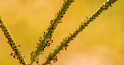 6th Jun 2022 - Close-up of the Grass Seeds!