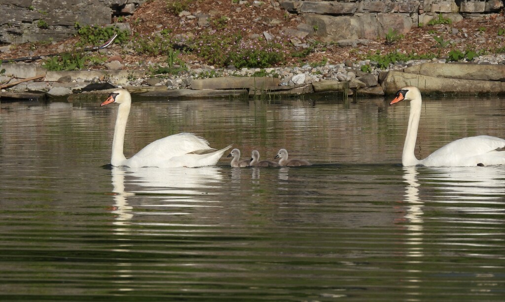 Swan Family by frantackaberry