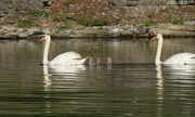 5th Jun 2022 - Swan Family
