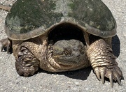 4th Jun 2022 - Snapping Turtle