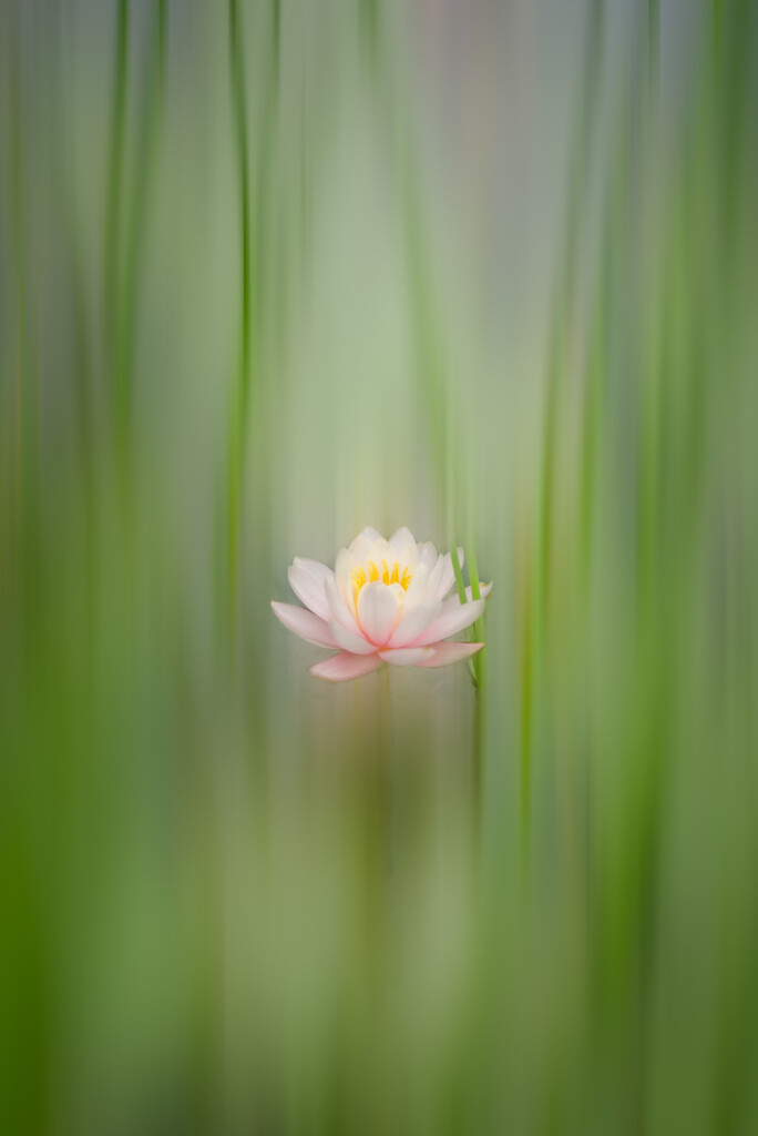 water lily by jackies365