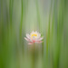 water lily on 365 Project