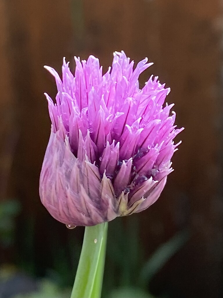 Blooming Chive Flower by clay88