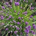Chives by clay88