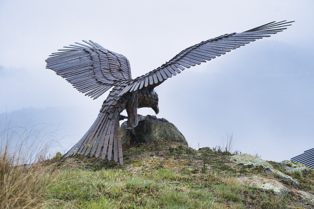 Falcon at Falcon Brae by dkbarnett
