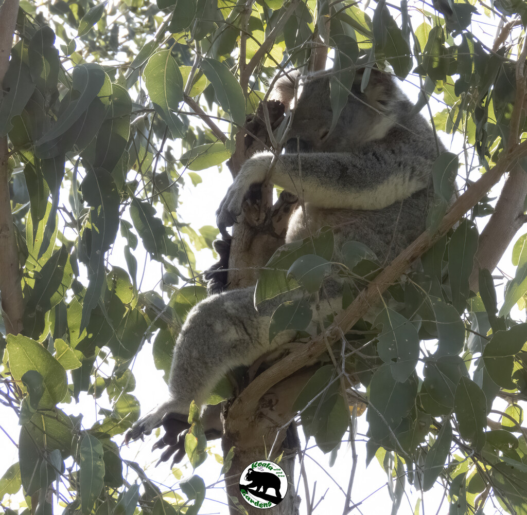 those hazy lazy days of winter by koalagardens