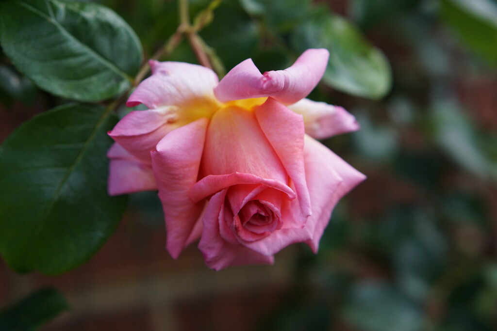 'Compassion' rose from our garden by quietpurplehaze