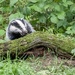 Badger by shepherdmanswife