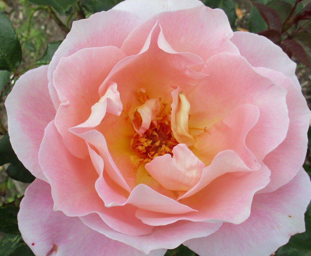 A pink fragrant rose. Rishton. by grace55
