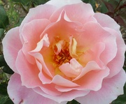 7th Jun 2022 - A pink fragrant rose. Rishton.