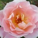 A pink fragrant rose. Rishton. by grace55